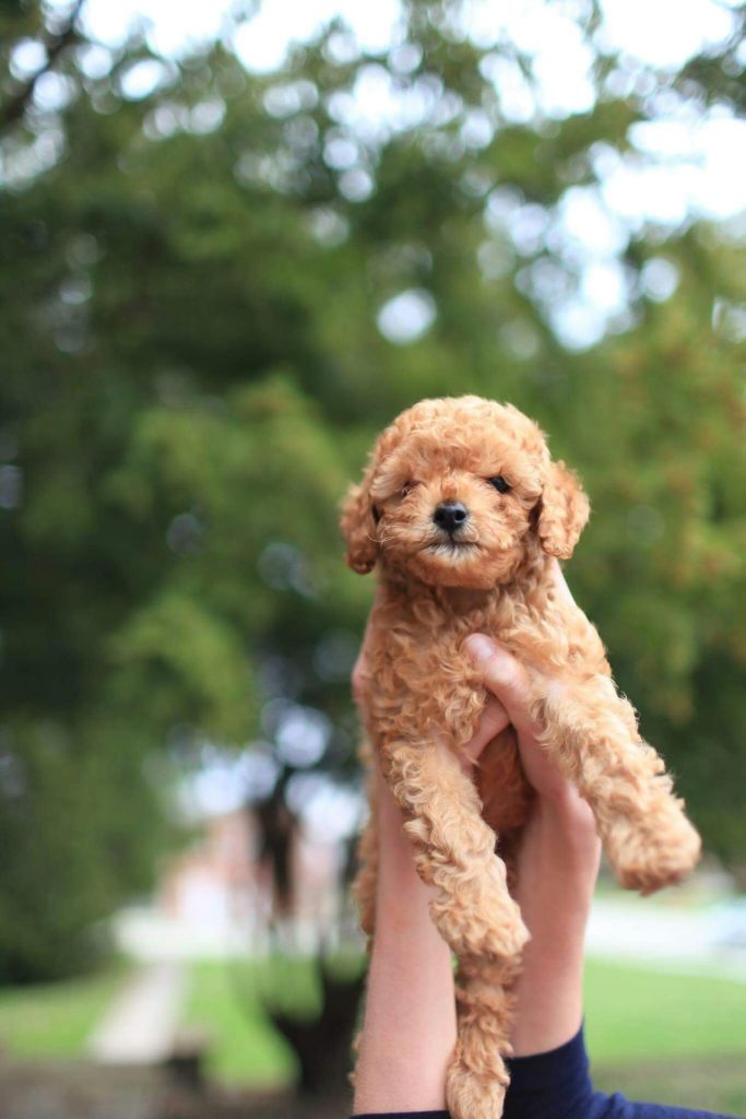 Kore Poodle ve Toy Poodle: Sevimli ve Enerjik Evcil Köpekler ddhpoodletoyizmir.com1